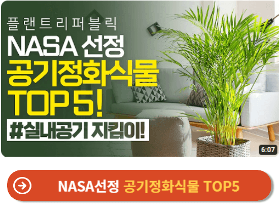 NASA선정 공기정화식물 TOP5