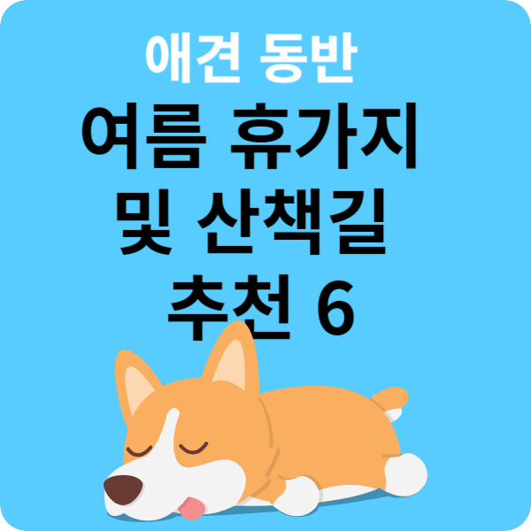 애견 동반 여름 휴가지 및 산책길 추천 6