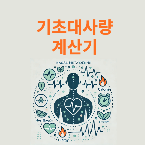 25년 기초대사량 계산기 및 총 소비 에너지 계산